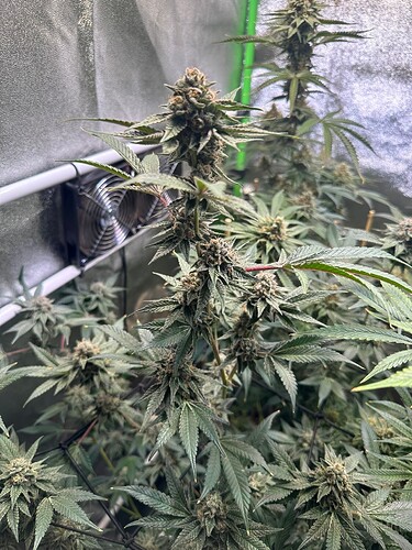 Growreport Bild 19