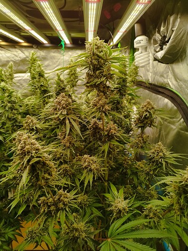 Mehrere blühende Cannabispflanzen unter LED-Wachstumslichtern in einem Zelt.