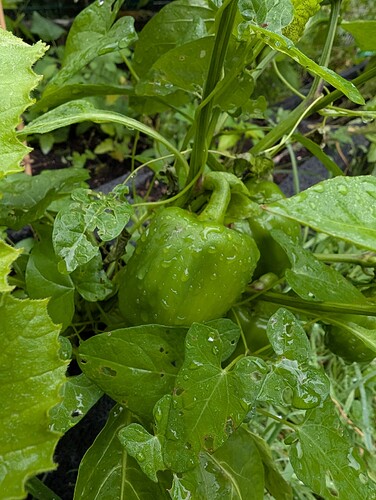 Growreport Bild 14