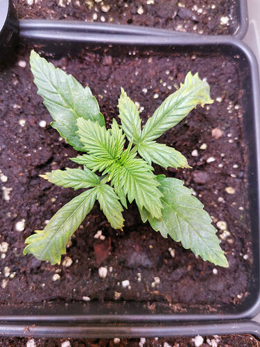 Lucky Hemp LT11 (3)