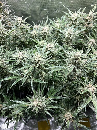 Growreport Bild 4