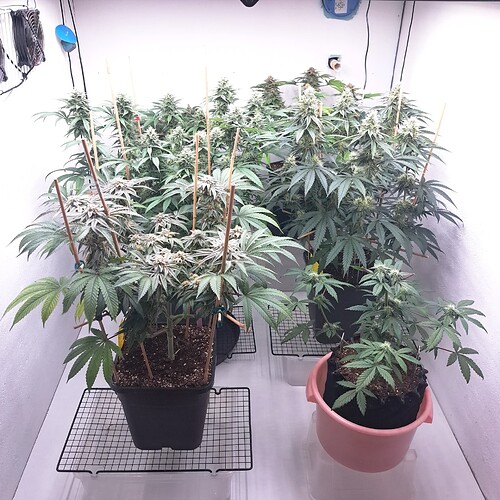 Growreport Bild 19
