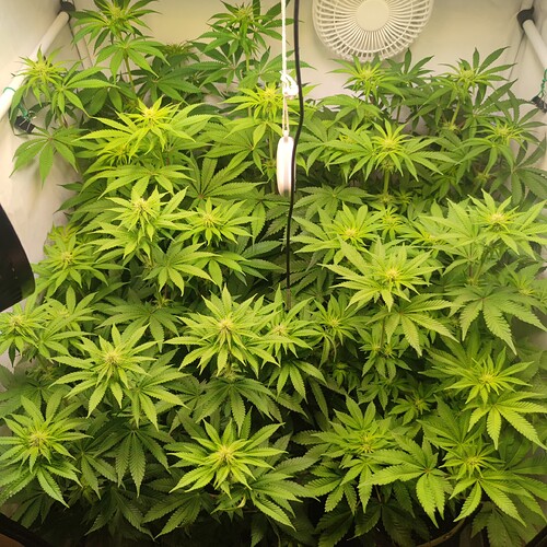 Growreport Bild 10