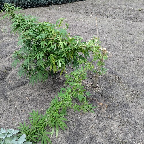 Growreport Bild 11