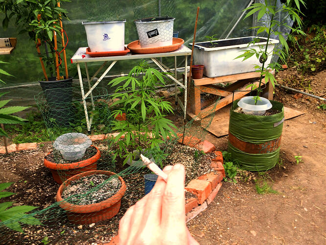 Grow26071311