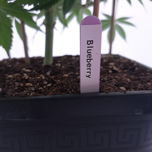 Growreport Bild 1