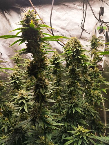 Growreport Bild 6