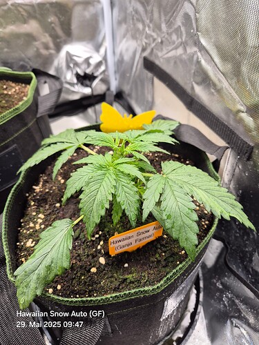 Growreport Bild 3