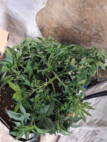 Growreport Bild 8