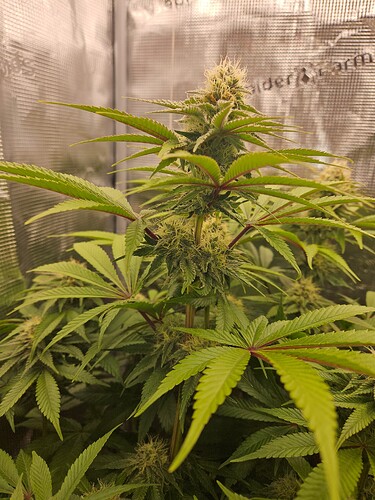 Growreport Bild 5