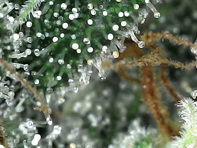 Growreport Bild 2