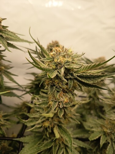 Growreport Bild 29