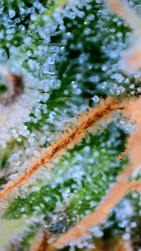 Growreport Bild 13