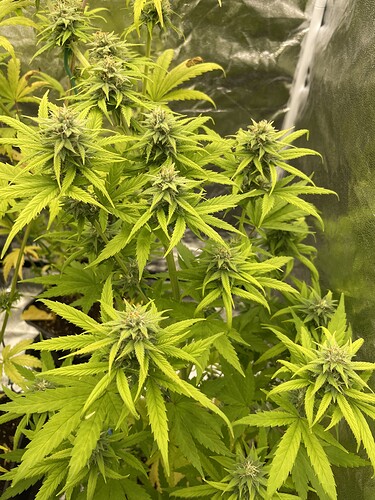 Growreport Bild 3