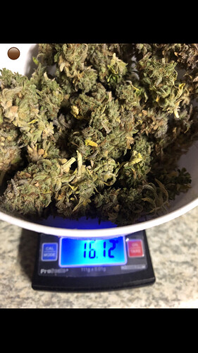 Growreport Bild 4
