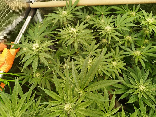 Growreport Bild 9