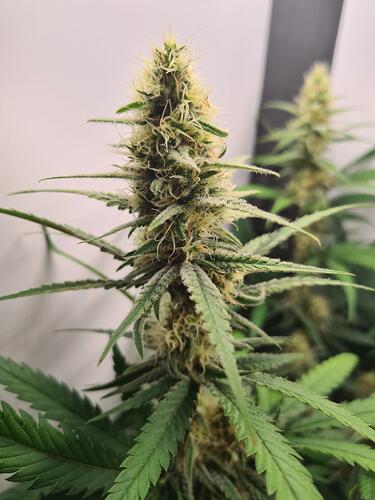 signal-2024-09-02-163302_004