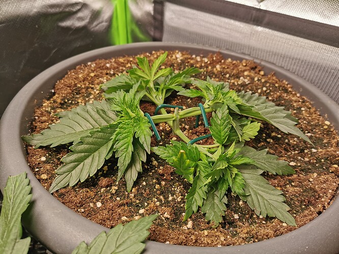 Growreport Bild 19