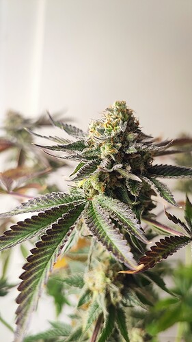 Growreport Bild 2