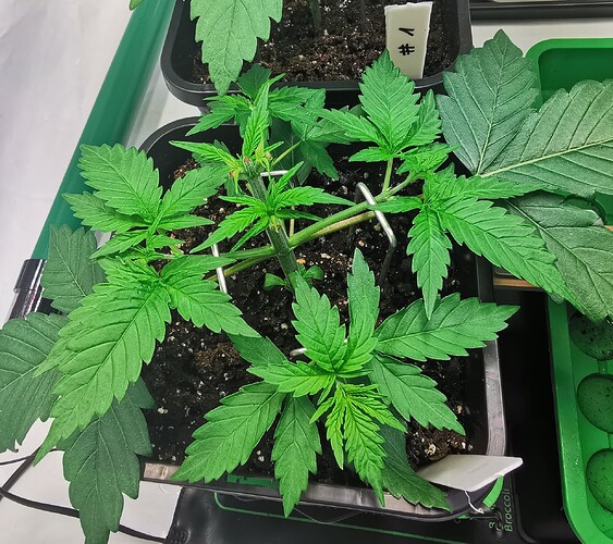 Growreport Bild 9