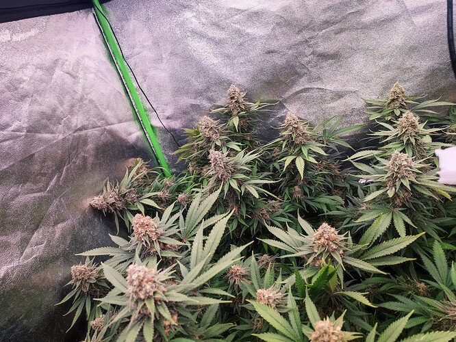 Growreport Bild 13