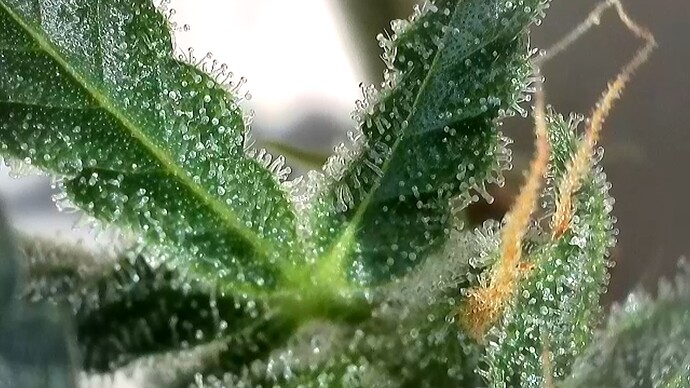 Growreport Bild 5