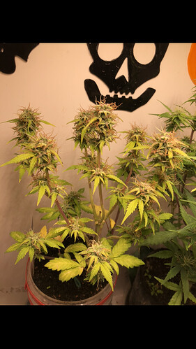 Growreport Bild 1
