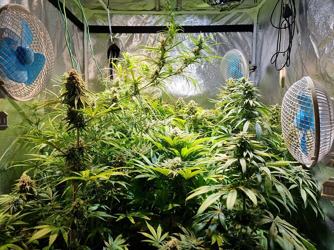 Mehrere Cannabis-Pflanzen in einem Zelt, die sich in der Blütephase befinden, mit zwei Ventilatoren, die zur Belüftung angebracht sind.