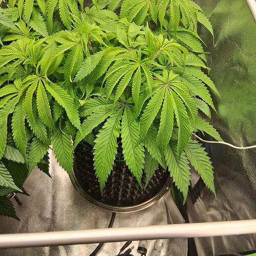 Sensi Skunk(1)01