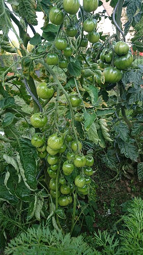Growreport Bild 5