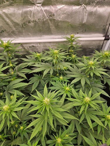 Growreport Bild 26