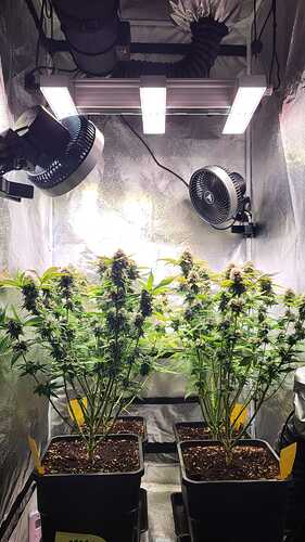 Growreport Bild 45