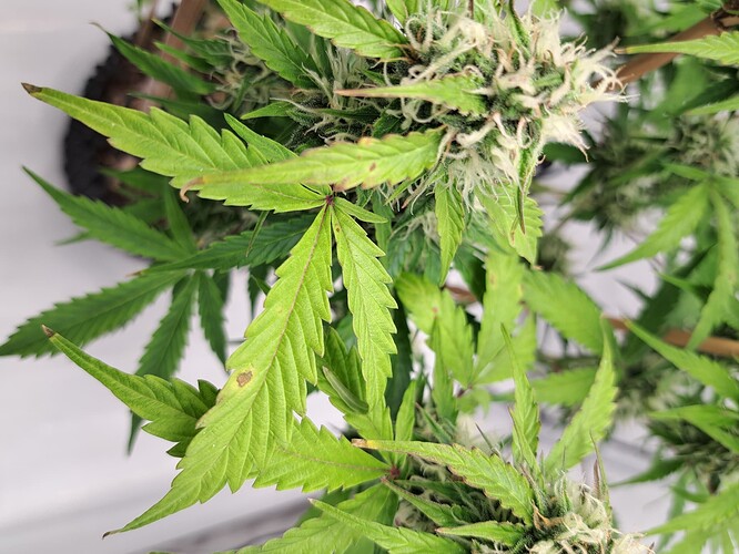 Growreport Bild 45