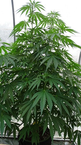 Growreport Bild 19