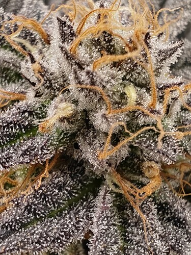 Growreport Bild 2
