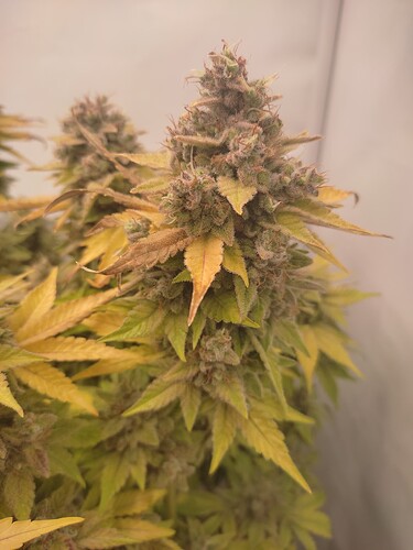 Growreport Bild 41