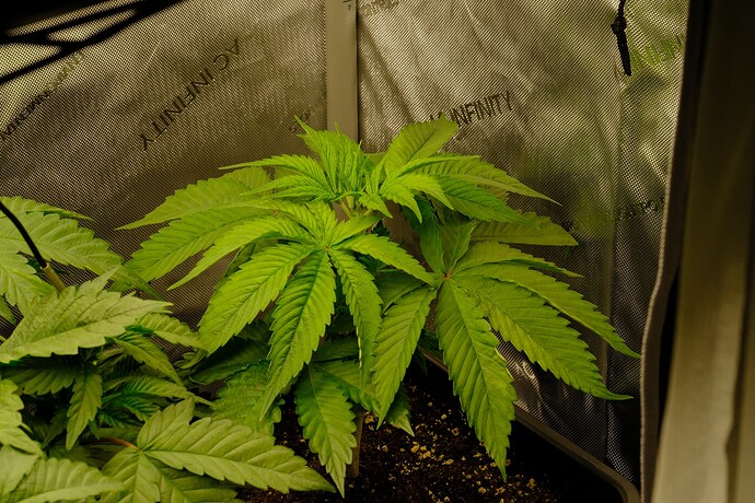 Growreport Bild 3