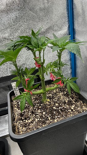 Growreport Bild 4