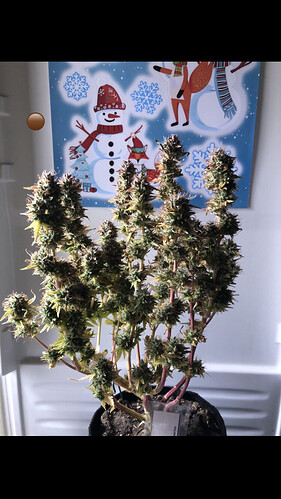 Growreport Bild 2