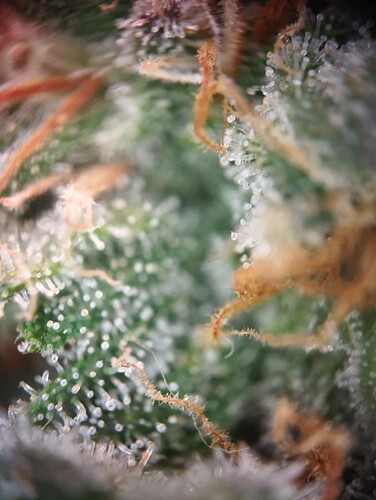 IMG_20250310_123206 - Kopie