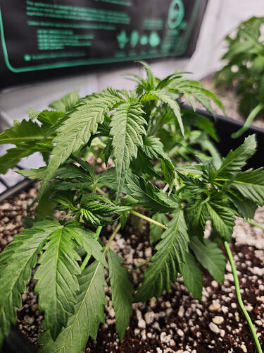 Growreport Bild 9