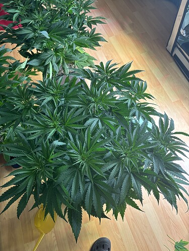 Growreport Bild 13