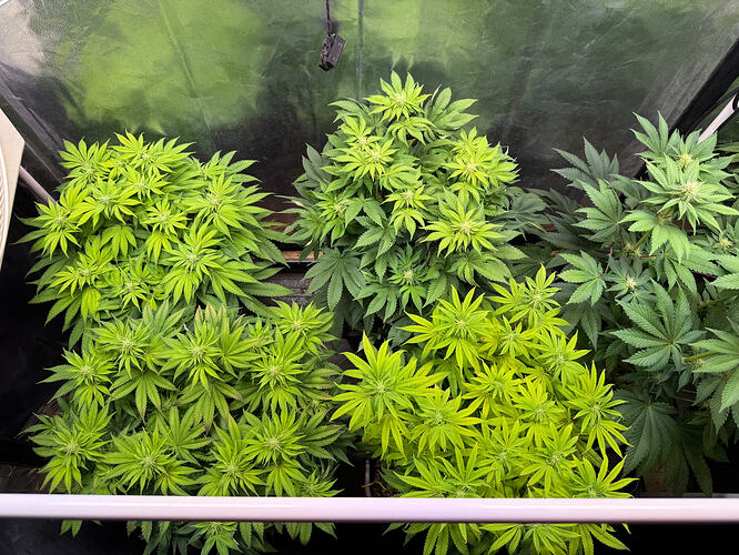 Growreport Bild 48