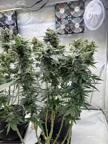 Growreport Bild 27