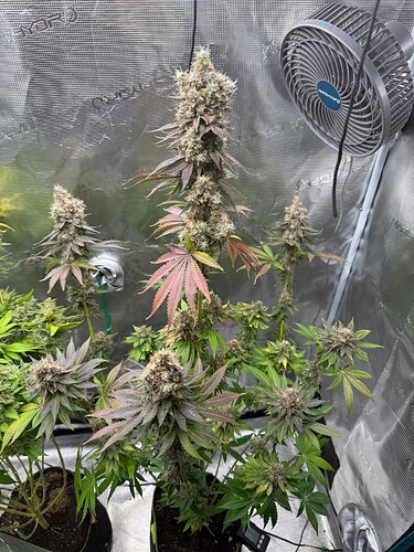 Growreport Bild 31