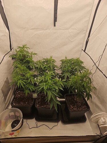 Growreport Bild 2