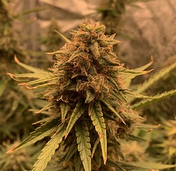 Growreport Bild 7
