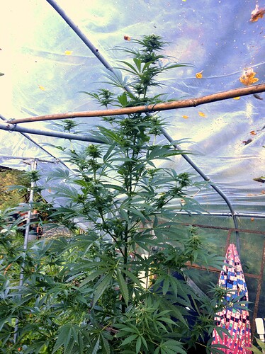 Growreport Bild 7