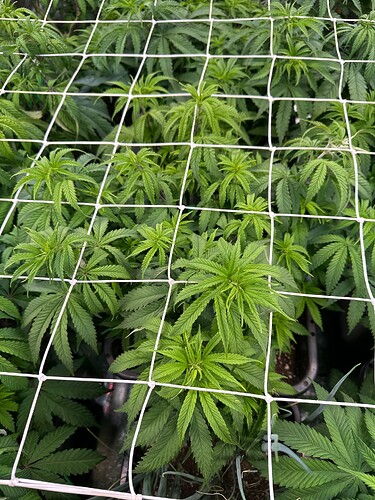 Growreport Bild 26