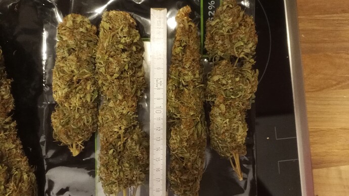 African Gas & Super Malawi Haze – Eine explosive ACE Fusion aus afrikanischer Energie und Haze-Potenz in 60L LivingSoil noTill - BT 94 - Tag 104 (ABRECHNUNG)